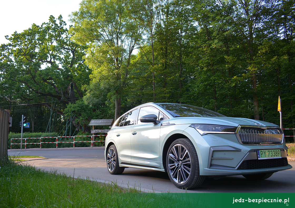 KARTKA Z PODRÓŹY | Dąb Bartek w nadleśnictwie Zagnańsk, podróż elektrykiem Skoda Enyaq