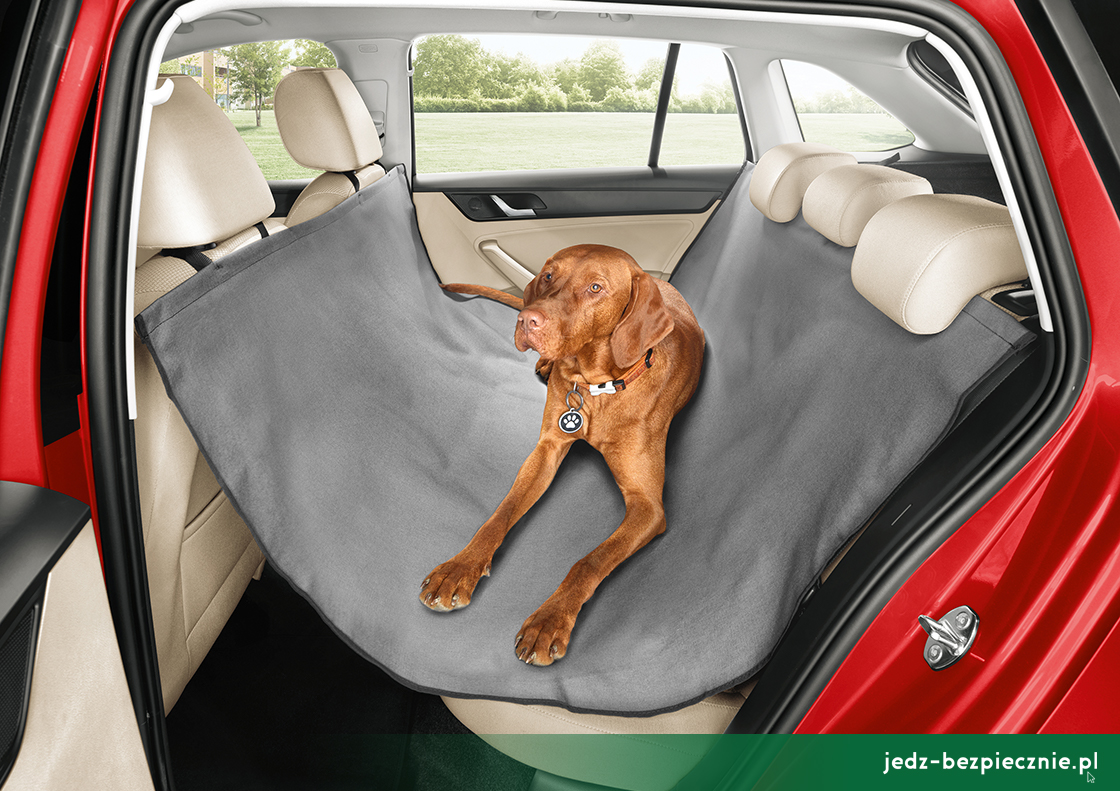 ZWIERZAK W PODRÓŻY | Jak zadbać o bezpieczeństwo psa w samochodzie