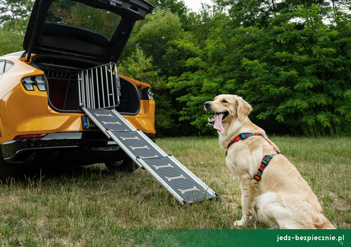 ZWIERZAK W PODRÓŻY | Jak odpowiednio przewozić psa w samochodzie